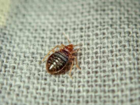 One of many bed bugs in electronics