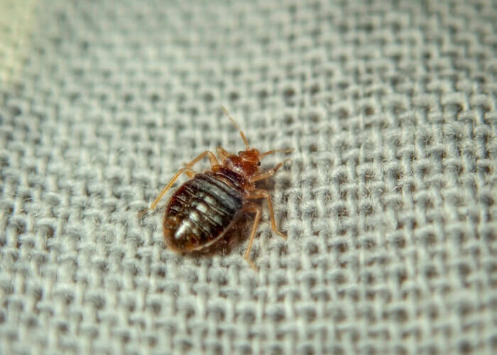 One of many bed bugs in electronics