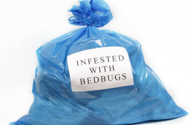 Bed bugs living on the inside of a plastic bag