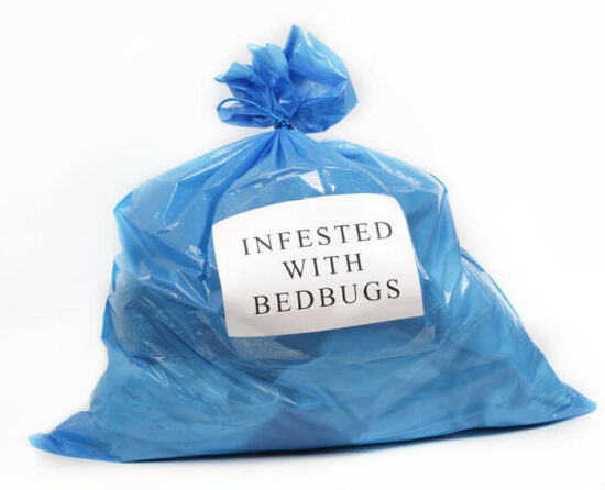 Bed bugs living on the inside of a plastic bag