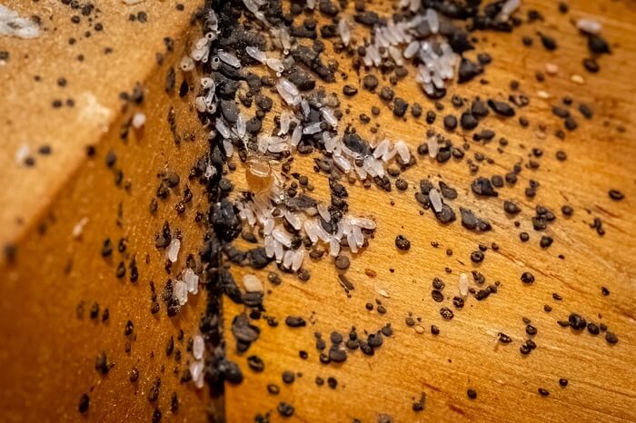 Numerous bed bugs living in a wood dresser