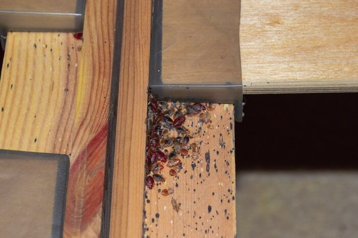 A large number of bed bugs hiding in wood furniture