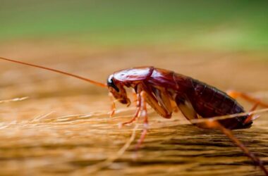 A cockroach making noise