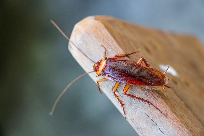 One cockroach on a chair