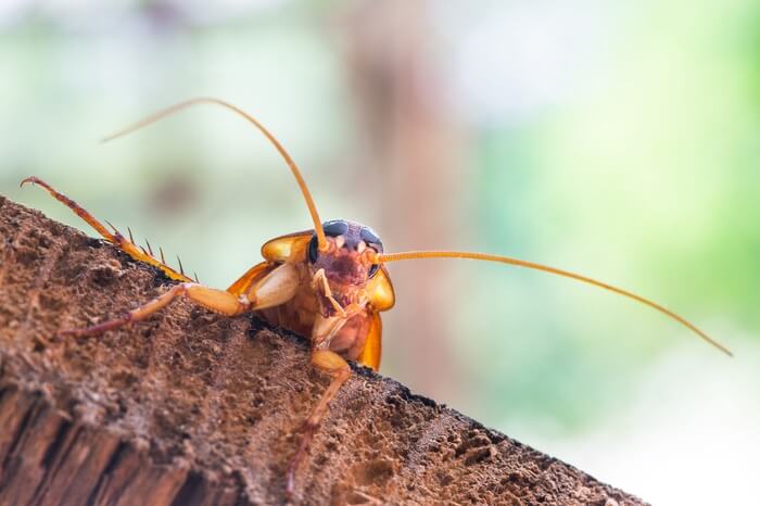 One cockroach making quiet sounds
