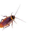 An adult cockroach will all of its legs