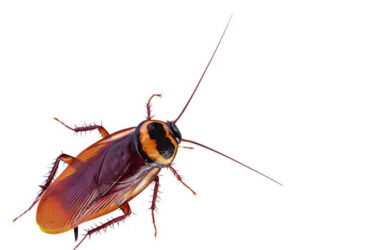 An adult cockroach will all of its legs