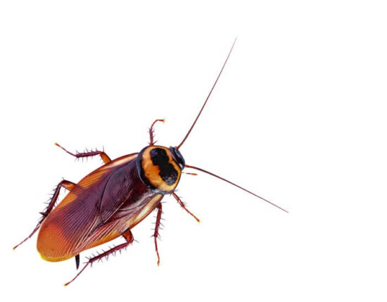 An adult cockroach will all of its legs