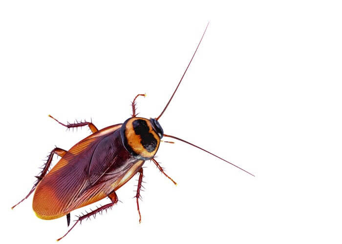An adult cockroach will all of its legs
