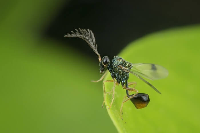 Eucharitid wasp after eating ants