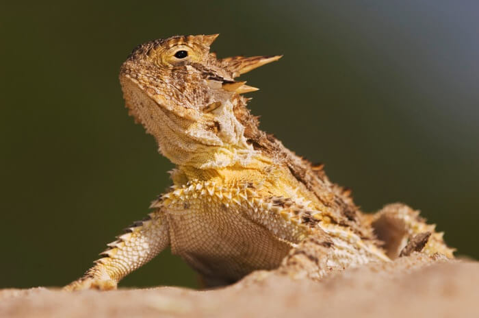 A basking male horned lizard