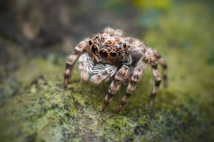 An ant natural predator named the jumping spider