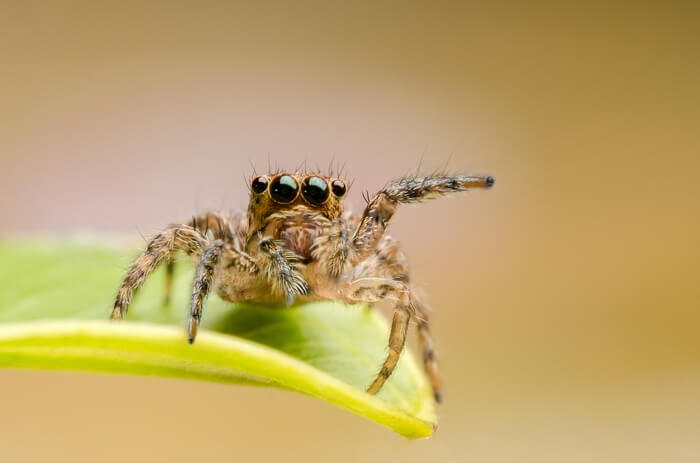 A jumping spider for bed bugs to eat