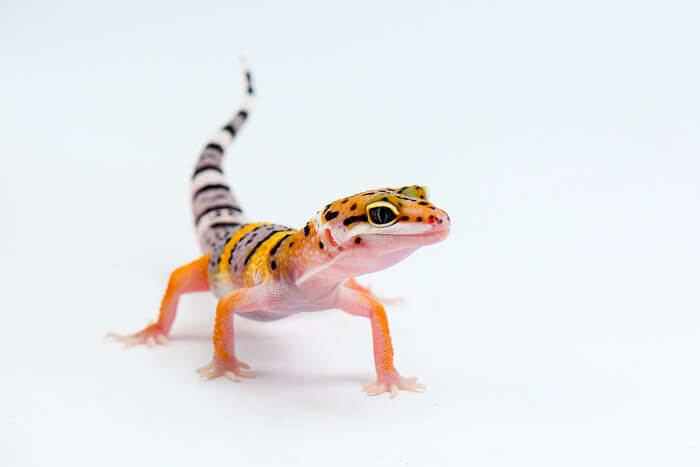 Leopard gecko after a meal