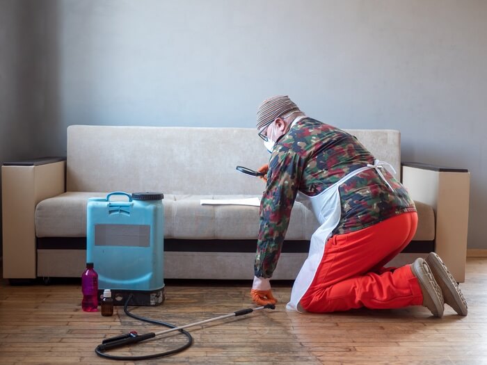 Man getting rid of bed bugs in a couch