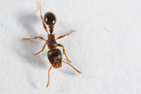 One pavement ant walking by itself