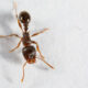 One pavement ant walking by itself