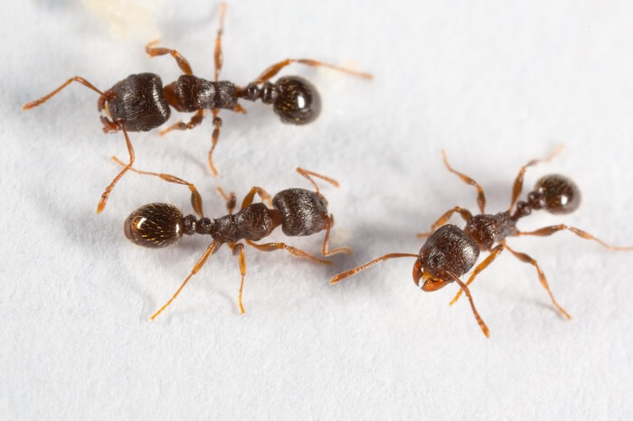 A group of pavement ants