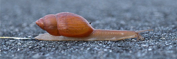 Rosy wolfsnail after eating some snails