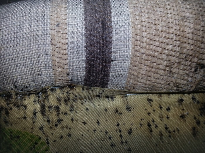 Signs of bed bugs inside a couch