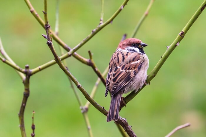 A sparrow looking for ants to eat