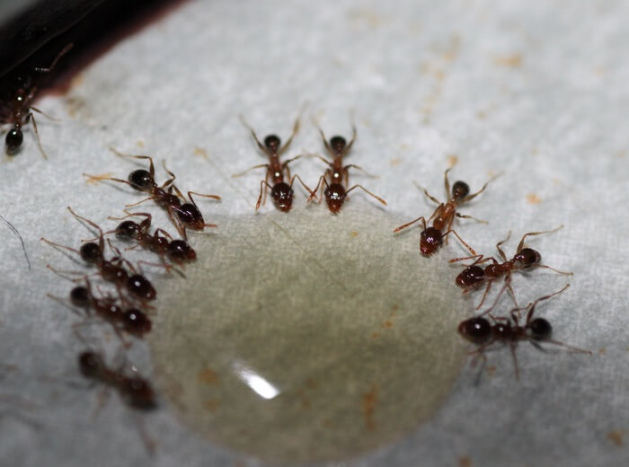 Getting rid of sugar ants with bait