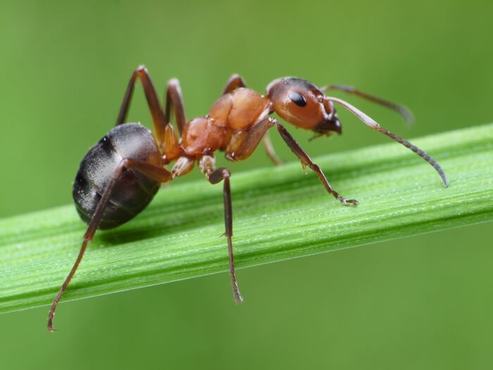 A bad type of ant in the lawn