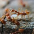 Ants carrying disease