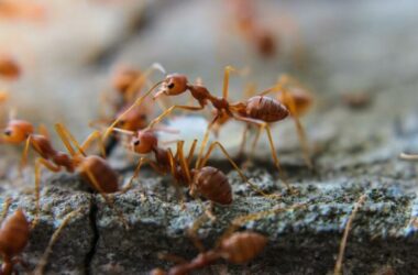 Ants carrying disease