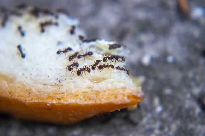 Ants contaminating food