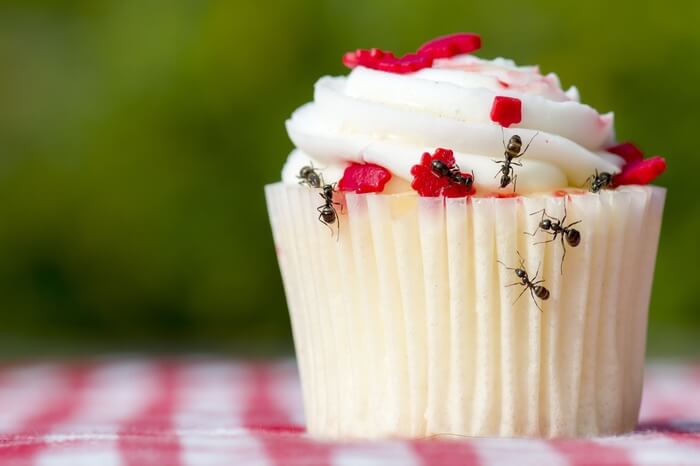 Ants spreading disease onto food