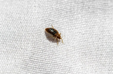 A bed bug being kept away by a scent it hates