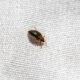 A bed bug being kept away by a scent it hates