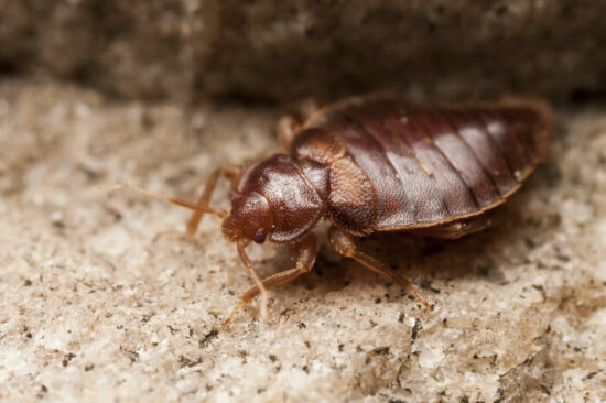 A bed bug being unaffected by salt