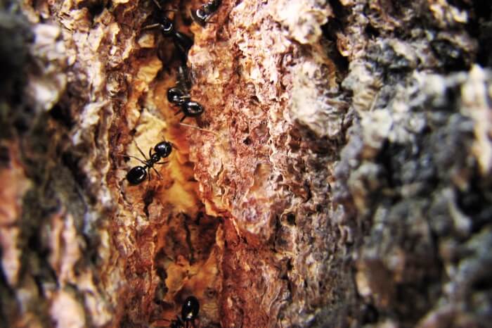 A carpenter ant infestation inside a tree