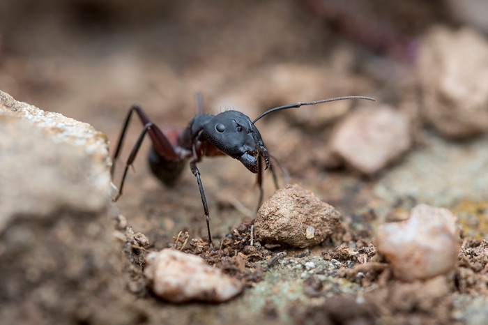 One carpenter ant soldier