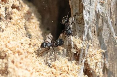 Carpenter ants in a tree