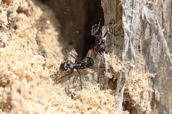 Carpenter ants in a tree