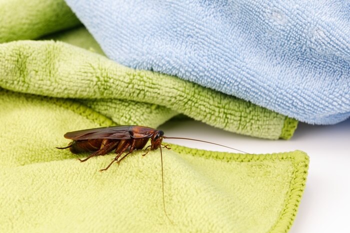 A cockroach found in a bed