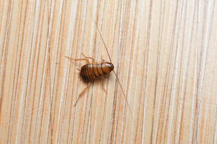 A tiny cockroach nymph