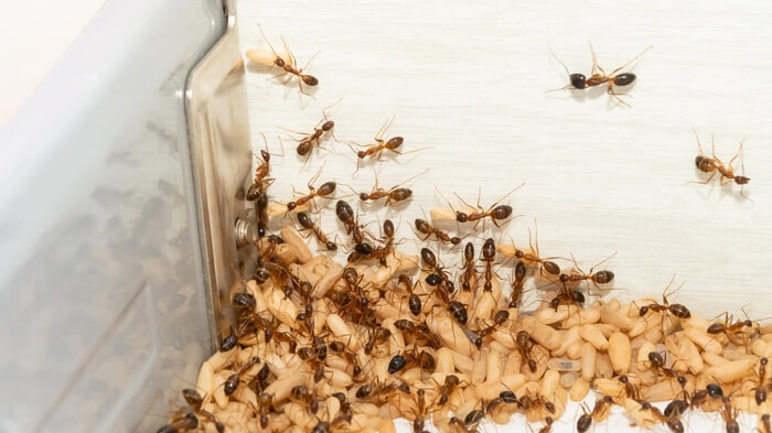 An infestation of crazy ants in a kitchen