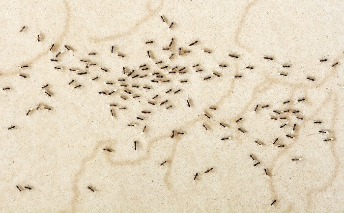 A trail of crazy ants on the flood