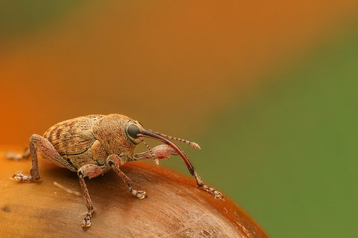 One cute brown weevil