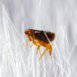 A flea after getting hit with bug spray