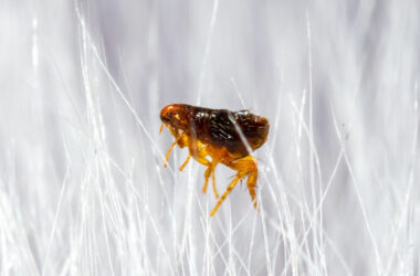 A flea after getting hit with bug spray