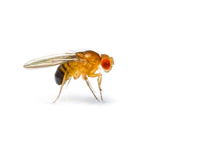 A walking fruit fly