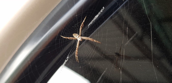 A spider in a car before someone begins the process of getting rid of it