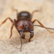 One harvester ant on the ground