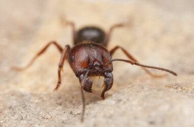 One harvester ant on the ground