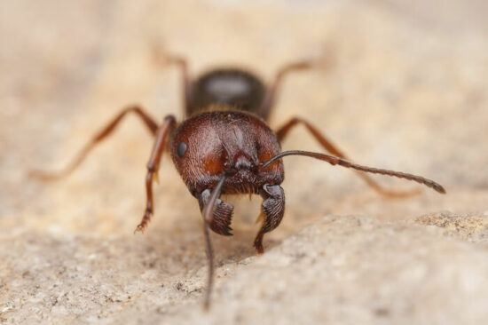 One harvester ant on the ground